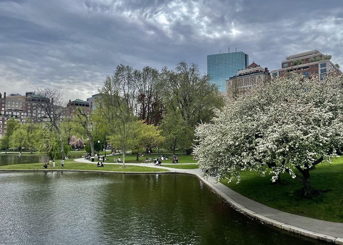 Boston Public Garden photo