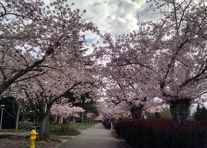 MT Hood Community College photo