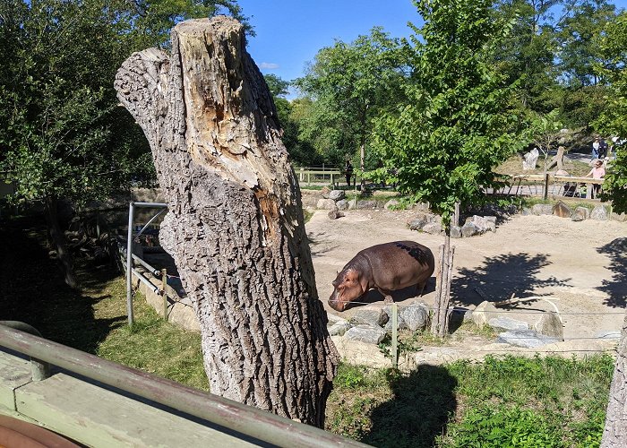 Toronto Zoo photo