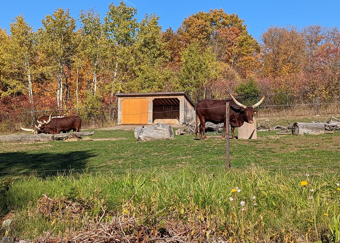 Toronto Zoo photo