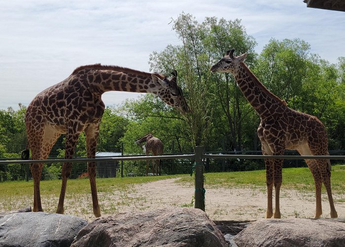 Toronto Zoo photo