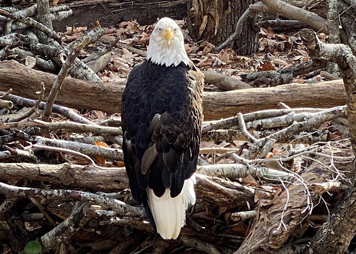 Virginia Living Museum photo