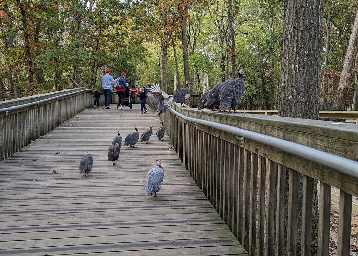 Cape May County Park & Zoo photo