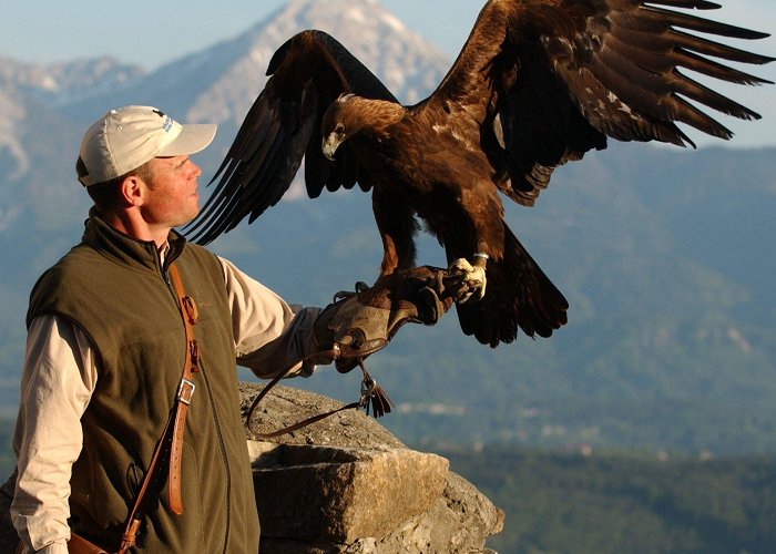 Eagle Show at Castle Landskron Welcome2Villach: 10 DAYS TRIPS FROM VILLACH - FUN FOR THE WHOLE FAMILY photo