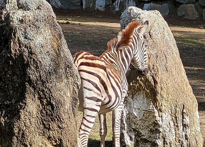 Pont-Scorff Zoo Les Terres De Nataé - All You Need to Know BEFORE You Go (2024) photo