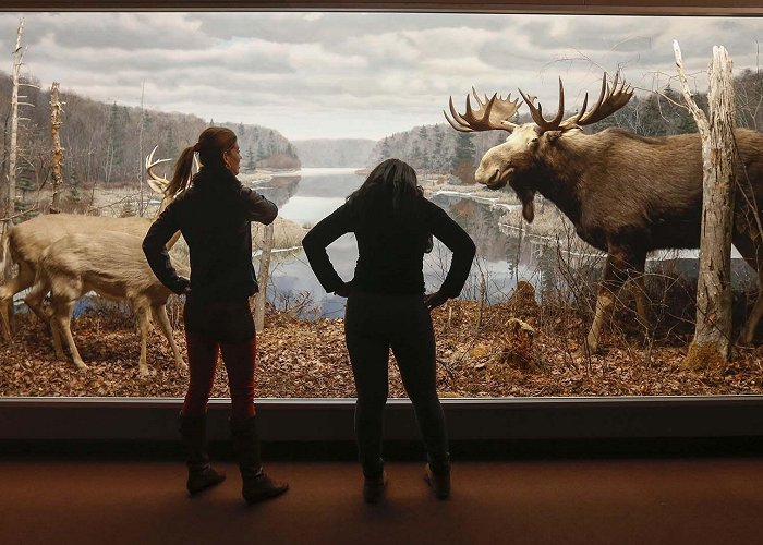 Natural History Museum Museum of Natural History | Tourism Nova Scotia, Canada photo