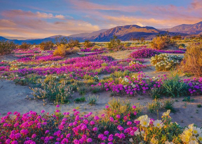 Anza-Borrego Desert State Park Spring wildflowers in Anza Borrego Desert State Park - Public ... photo