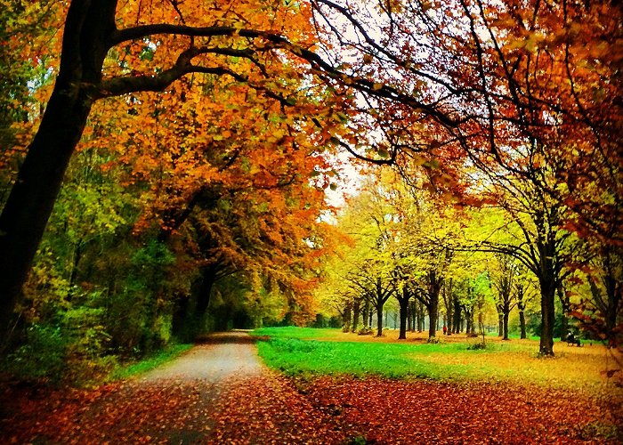 Amsterdamse Bos Autumn at Amsterdamse Bos | Nature, Country roads, Tree photo