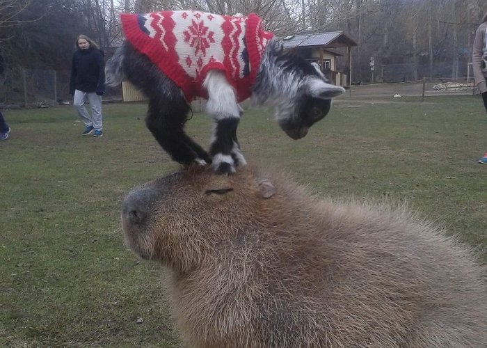 Kangaroo Creek Farm A baby goat standing on a capybara at Kangaroo Creek Farm : r/aww photo