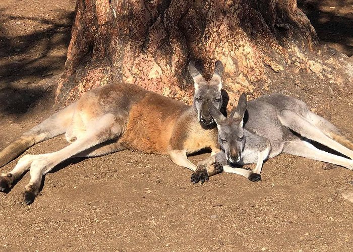 Kangaroo Creek Farm Kangaroo Creek Farm | photo