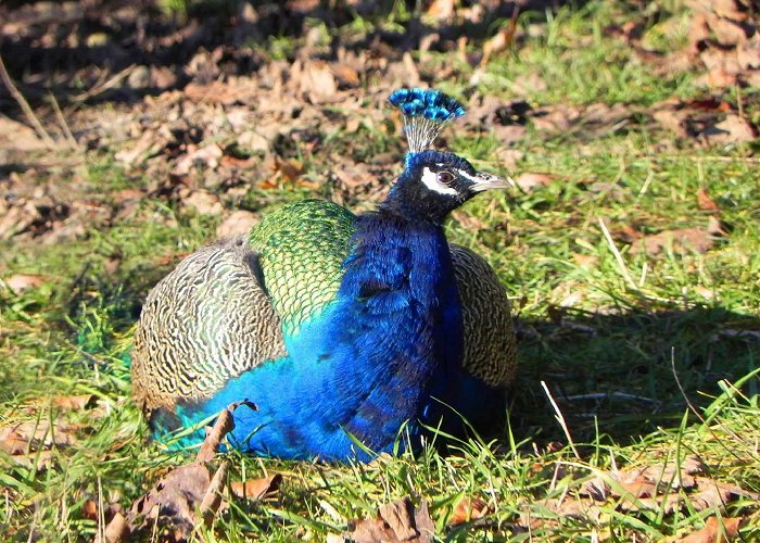 Wildpark Roggenhausen Tiere und Natur im Wildpark Roggenhausen | Famigros photo