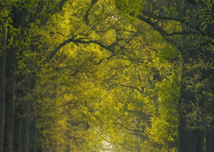 Ampsen Netherlands Forest : r/BeAmazed photo