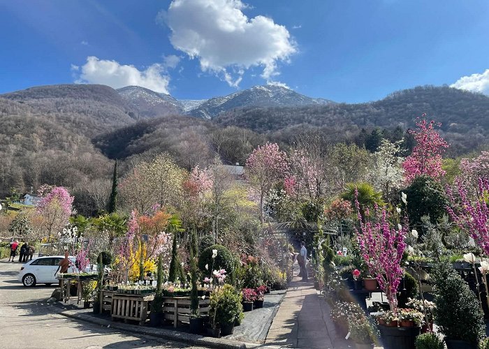 Botanical Garden  Otto Eisenhut  Flowerpower im Tessin… | travelistas.info photo