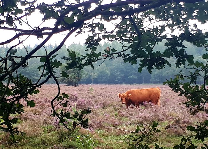 Boswachterij Sleenerzand Natuur en omgeving - Welkom photo