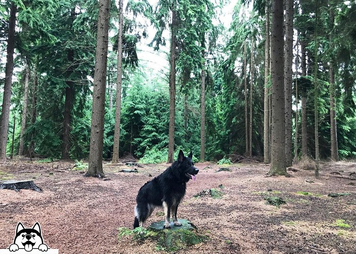 Boswachterij Sleenerzand Boswachterij Gees Drenthe | Wandelen met de hond photo