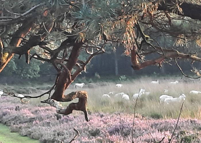 Boswachterij Sleenerzand Natuur en omgeving - Welkom photo