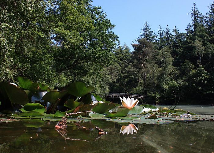 Gaasterland Gaasterland Forests | Southwest Friesland Tourist Board photo