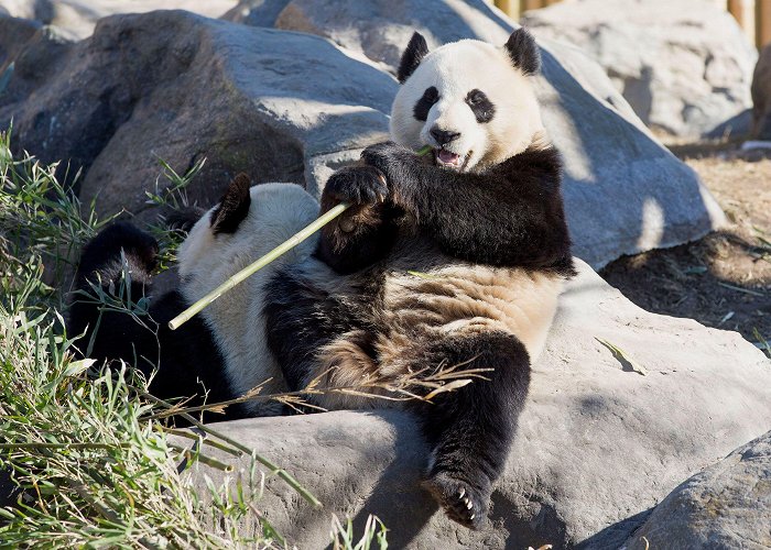 Calgary Zoo Canada's Calgary Zoo to return two pandas to China | CNN photo