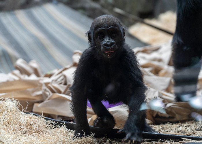 Calgary Zoo Calgary Zoo celebrates gorilla's first birthday | CBC News photo