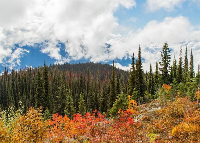 Mount Revelstoke National Park Mount Revelstoke National Park Tours - Book Now | Expedia photo