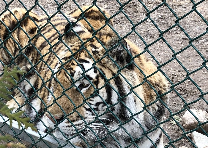 Cherry Brook Zoo Cherry Brook Zoo reports break-in amid animal relocation process ... photo