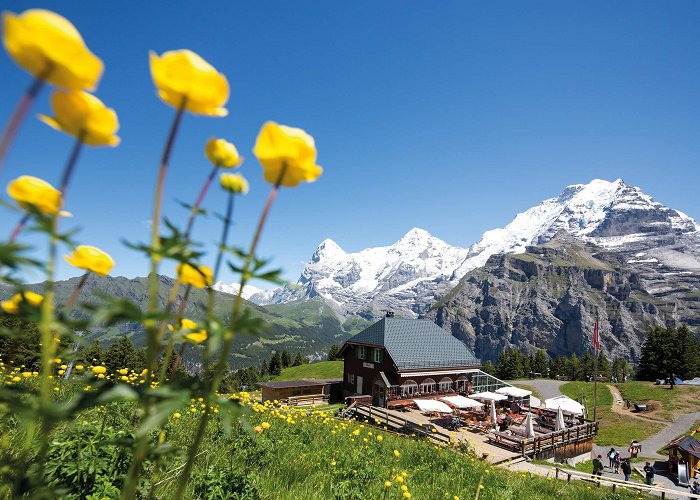 Murren - Allmendhubel Allmendhubel near Mürren I interlaken.ch photo