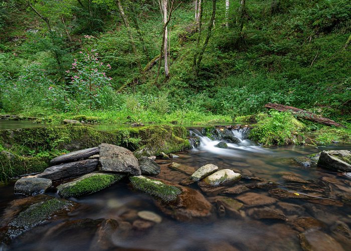 Naturepark of Botrange High Fens – Eifel Nature Park Tours - Book Now | Expedia photo