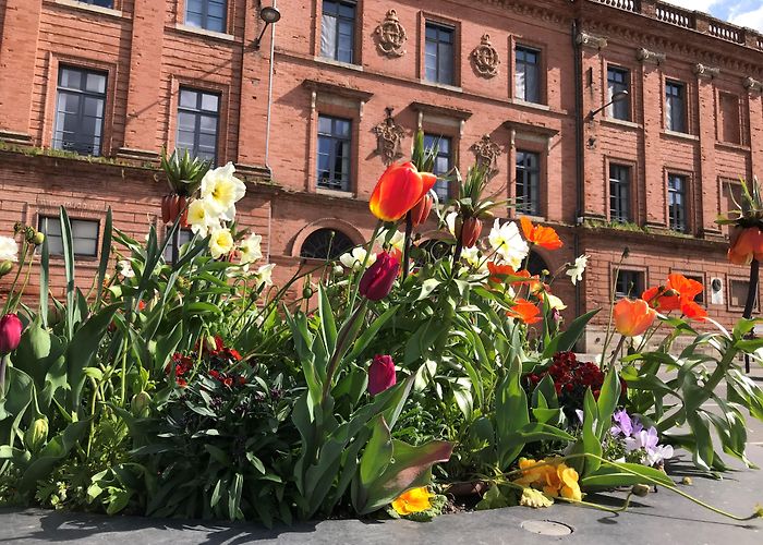 Musée d'histoire naturelle Natural History Museum of Montauban (Montauban) | Montauban Tourisme photo