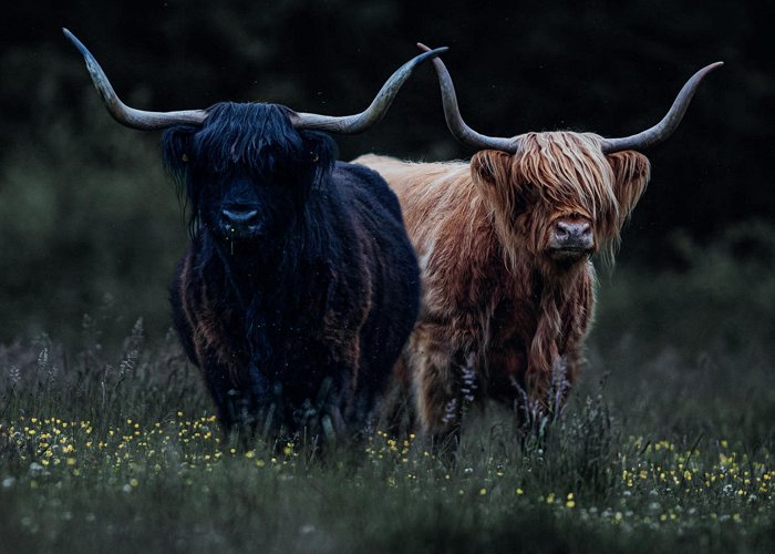 An Creagan Visitor Centre 2023 Highland Breeders' Journal by Highland Cattle Society - Issuu photo