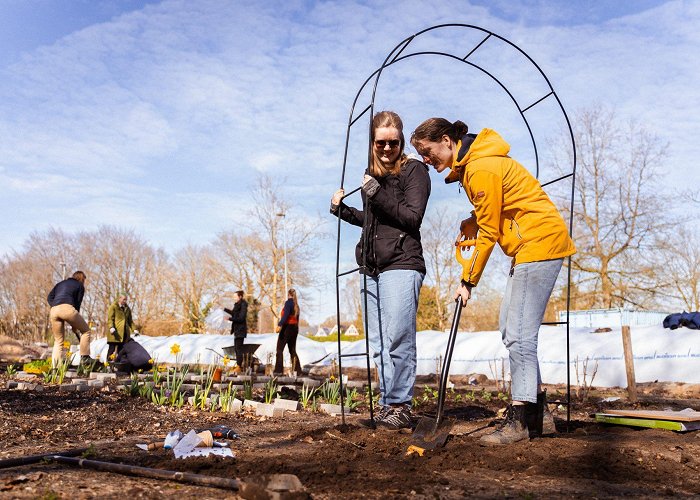 Brakkenstein Weed and sow in the university's community garden - Vox magazine photo