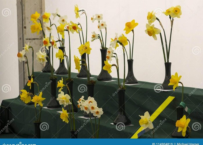 Barnetts Demesne A Daffodil Bloom Display Stand in the Junior School Section of the ... photo