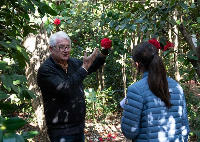 Parc Floral des Camellias de la Prairie Les camellias de la Prairie offrent un feu d'artifice de couleurs ... photo