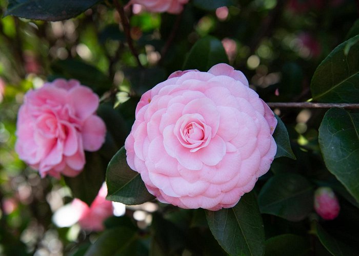 Parc Floral des Camellias de la Prairie Les camellias de la Prairie offrent un feu d'artifice de couleurs ... photo