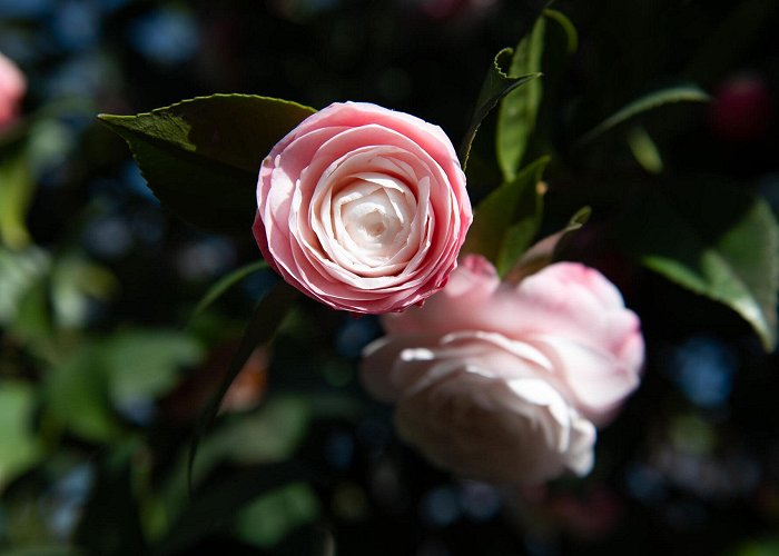 Parc Floral des Camellias de la Prairie Les camellias de la Prairie offrent un feu d'artifice de couleurs ... photo