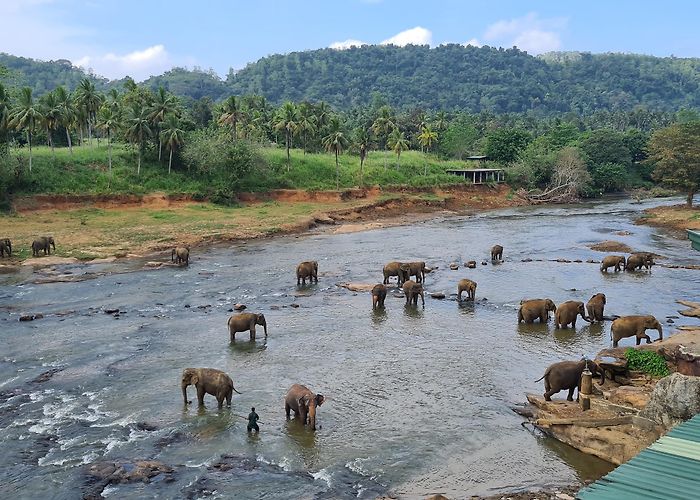 Pinnawala (Kegalle) photo