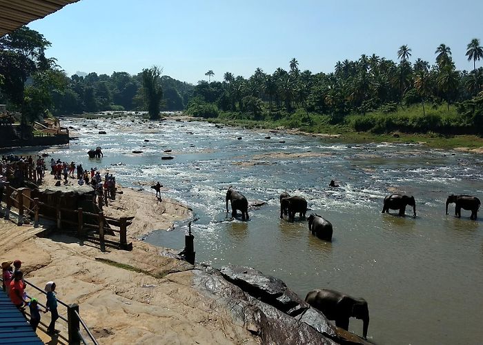 Pinnawala (Kegalle) photo