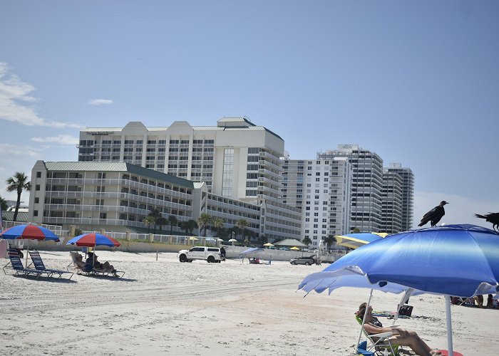 Daytona Beach Shores photo