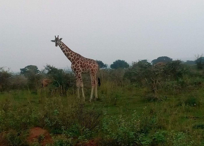 Masindi photo