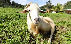 Jo'S Farmstay-Charming Holiday Farm Close To Famous Muri Beach Rarotonga Exterior photo