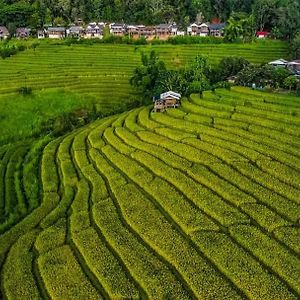 บ้านพักชิปู ป่าบงเปียง Ban Mae Pan Noi Exterior photo