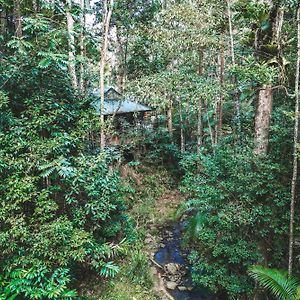 Villa Narrows Escape Rainforest Retreat à Montville Exterior photo